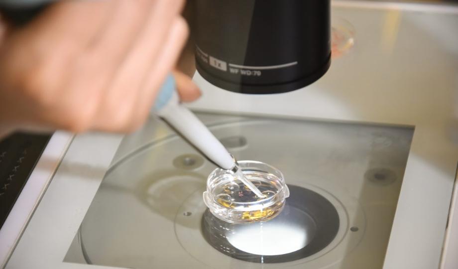 5. Embryo culture